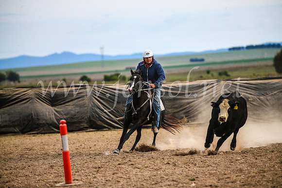 GoulburnCampdraft2017_6714