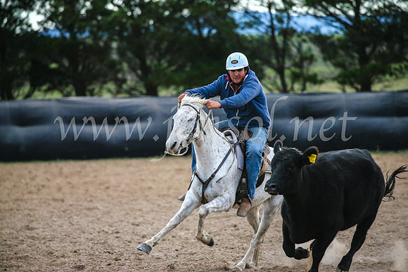 GoulburnCampdraft2017_6955