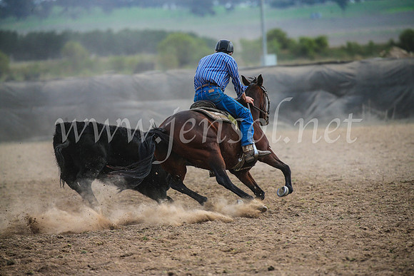 GoulburnCampdraft2017_6727