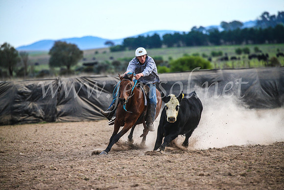 GoulburnCampdraft2017_7101