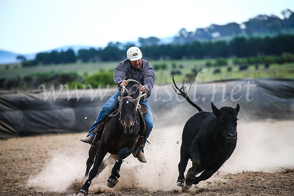GoulburnCampdraft2017_6951