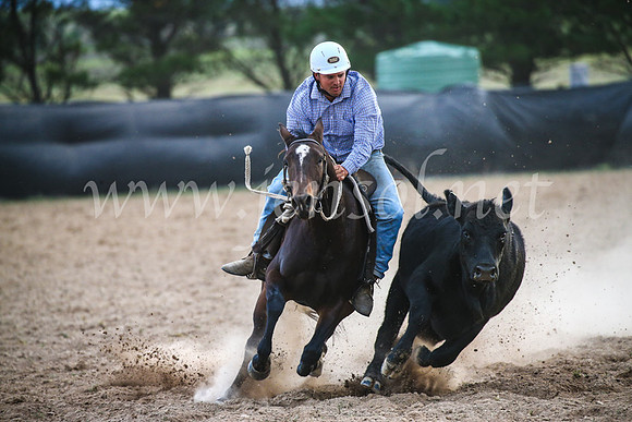 GoulburnCampdraft2017_7151