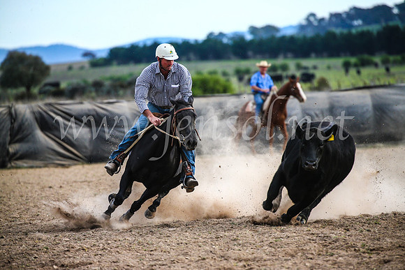 GoulburnCampdraft2017_6884