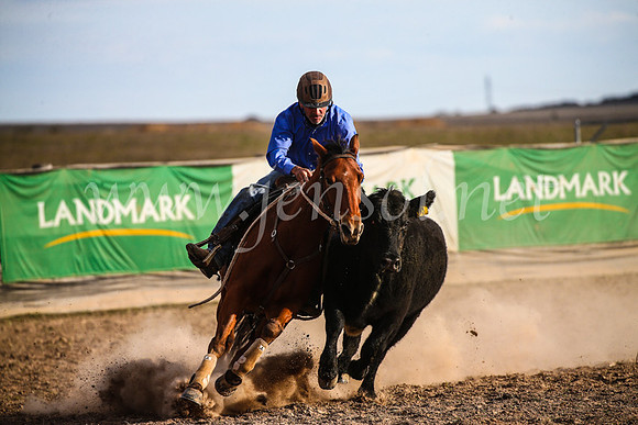 GoulburnCampdraft2017_7074