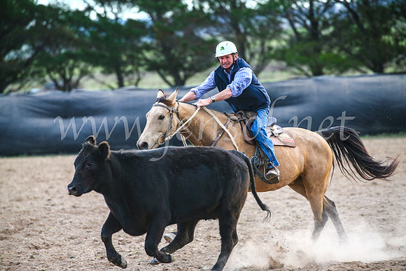 GoulburnCampdraft2017_7159
