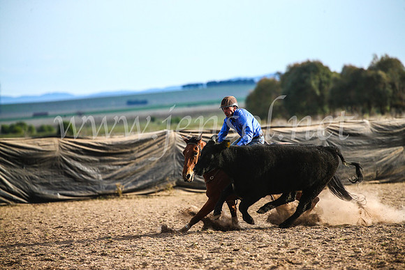 GoulburnCampdraft2017_7053