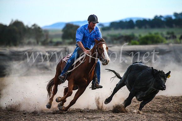 GoulburnCampdraft2017_7226