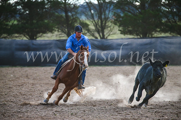 GoulburnCampdraft2017_7215