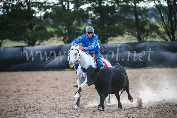 GoulburnCampdraft2017_6978