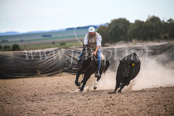 GoulburnCampdraft2017_6911