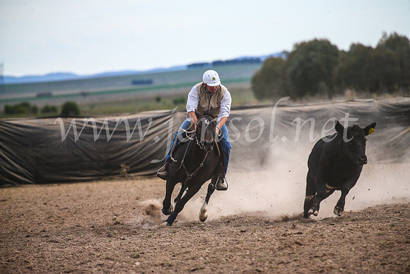 GoulburnCampdraft2017_6902
