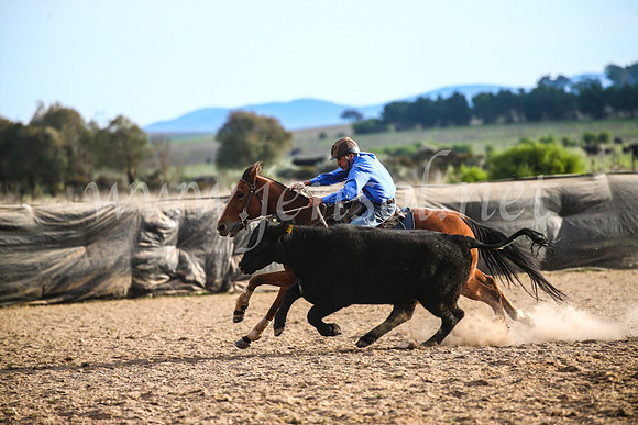 GoulburnCampdraft2017_7057