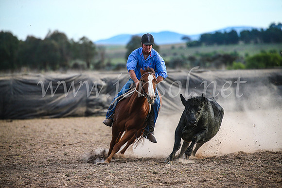 GoulburnCampdraft2017_7234