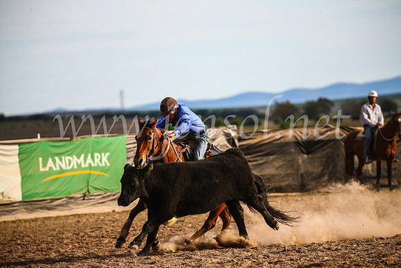 GoulburnCampdraft2017_7068