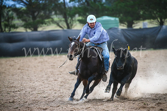 GoulburnCampdraft2017_7146