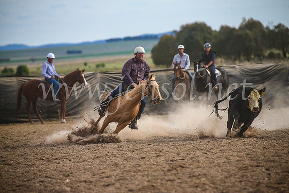 GoulburnCampdraft2017_6795