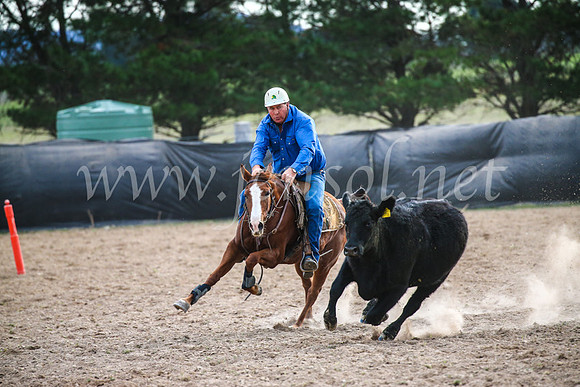GoulburnCampdraft2017_6839