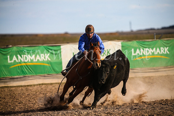 GoulburnCampdraft2017_7063