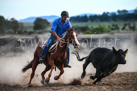 GoulburnCampdraft2017_7236
