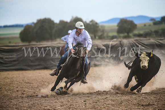 GoulburnCampdraft2017_6750