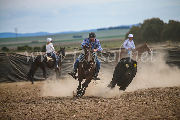 GoulburnCampdraft2017_6721