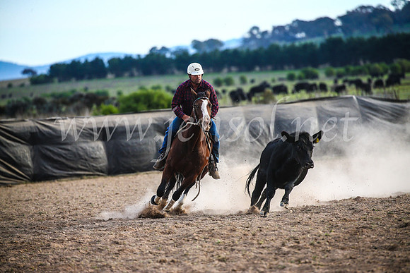 GoulburnCampdraft2017_7194