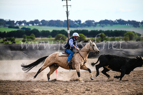 GoulburnCampdraft2017_6836