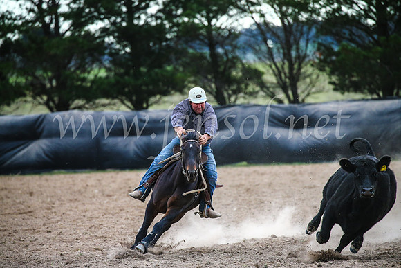 GoulburnCampdraft2017_6937