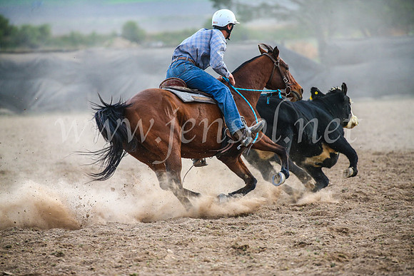 GoulburnCampdraft2017_7105