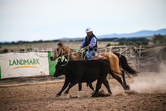 GoulburnCampdraft2017_7171
