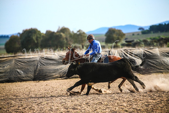 GoulburnCampdraft2017_7059