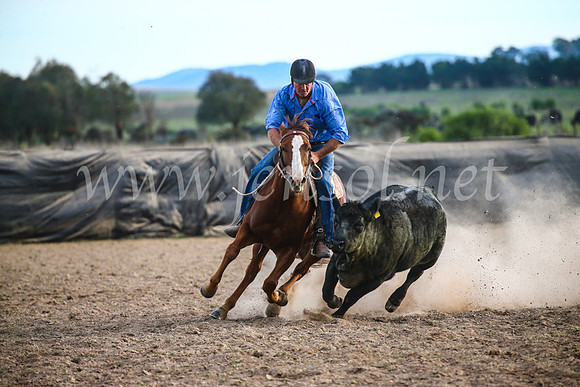 GoulburnCampdraft2017_7231