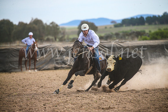 GoulburnCampdraft2017_6759
