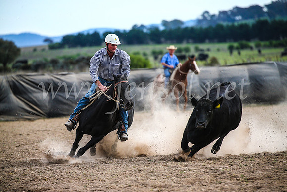 GoulburnCampdraft2017_6882