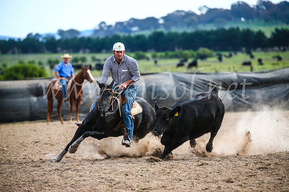 GoulburnCampdraft2017_6889