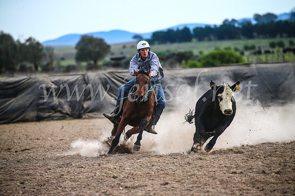 GoulburnCampdraft2017_7098