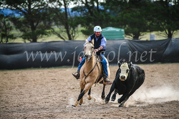 GoulburnCampdraft2017_6815