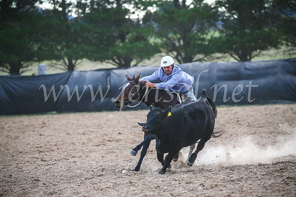 GoulburnCampdraft2017_7138