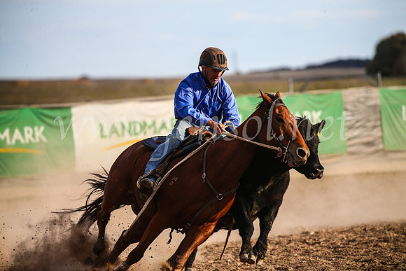 GoulburnCampdraft2017_7073