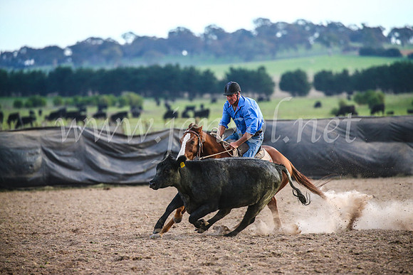 GoulburnCampdraft2017_7224