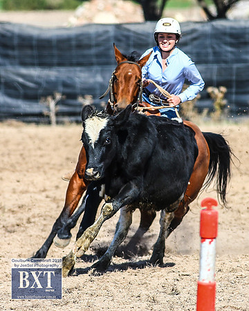 GoulburnCampdraft2019_3666
