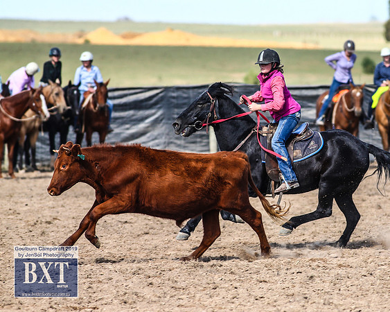 GoulburnCampdraft2019_3538