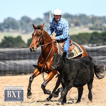GoulburnCampdraft2019_3755