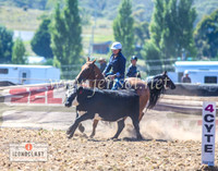 NimmitabelCampdraft2024_0284