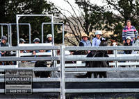 GoulburnCampdraft2018_2838