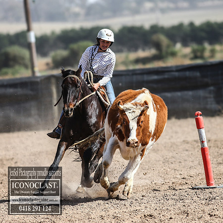 GoulburnCampdraft2018_3405