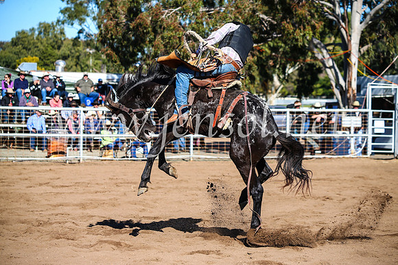 CoonambleRodeoCampdraftMon_6783