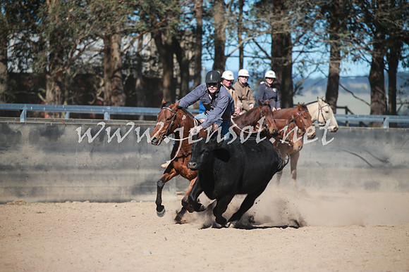 BungendoreCampdraft2016_6124