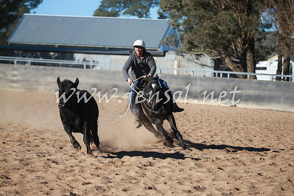 BungendoreCampdraft2016_6355