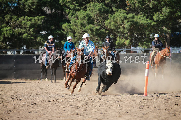 BungendoreCampdraft2016_6210